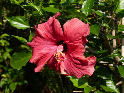 2015-09-01 Hibiskus.jpg