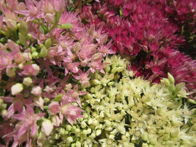 Sedum spectabile Farben.jpg