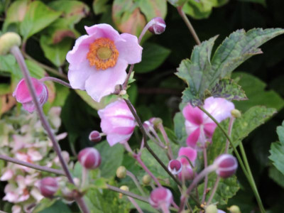 DSCN2057.JPG
