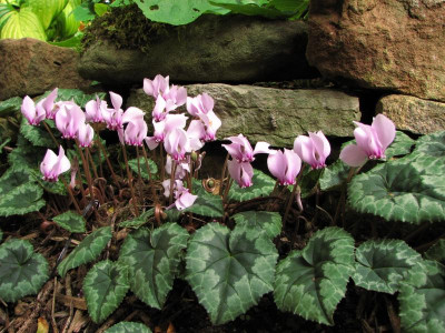 cycl mauerblümchen (3).JPG