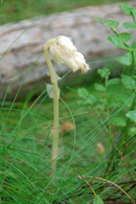 DSC_2429.JPG