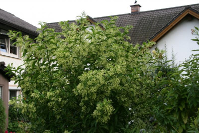 Hammerstrauch0415.JPG