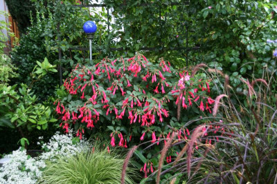 Fuchsie Leverkusen0115.JPG