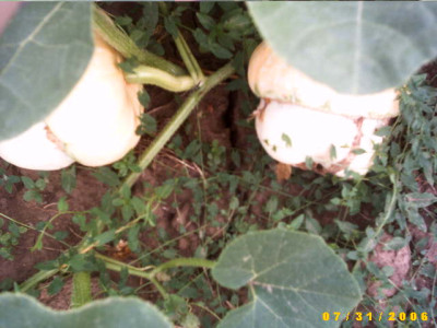 2006_0731Bild0046.JPG