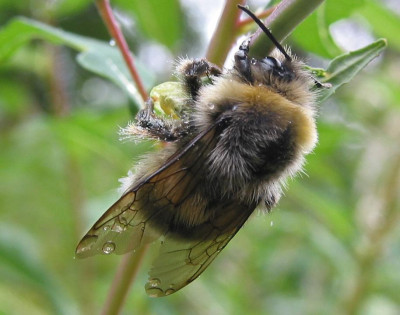 HUMMEL_MI_0208_I.jpg