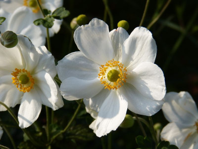 2014-09-11 Anemone.jpg
