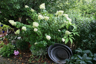 Rispenhortensie Lime Light0315.JPG