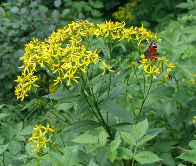 Senecio_ovatus.1.jpg