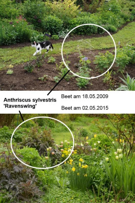 ortsfestigkeit_anthriscus.jpg