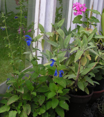 Salvia patens_b.jpg