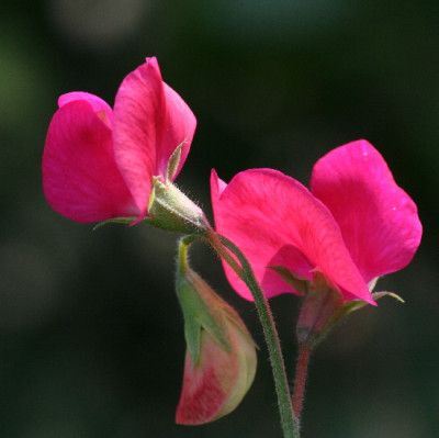 Lathyrus_-Aug06-01.jpg