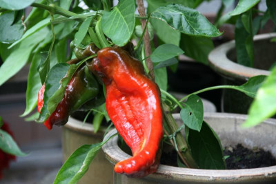 Paprika0115.JPG