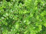 Lonicera_200606_009.jpg