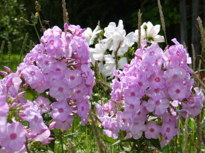 2015-09-03 Phlox 'Seidenkuppel'.jpg