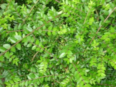 Lonicera_Versuch_2_200606_009.jpg