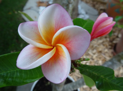 Fragipani.jpg