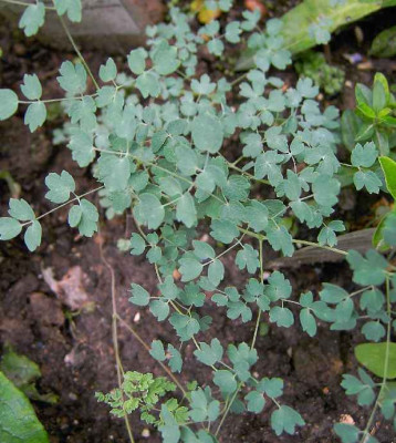 2.8.06._Thalictrum_alpinum__007.JPG