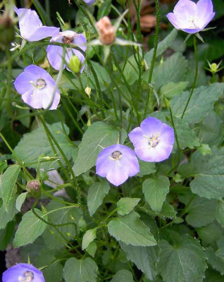 2.8.06._Campanula_Samantha_x__013.JPG