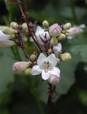 penstemon_H_red_5647.jpg