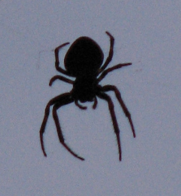 SPINNE_DI_0108_II.jpg