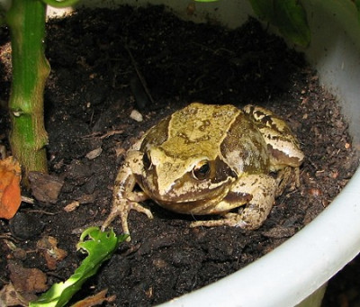 Frosch_im_Paprika_31.07.06_006.jpg