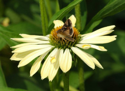 Echinacea_Falter_1_23-07-2006.jpg