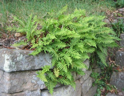 PolypodiumVulgare.jpg