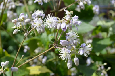 Clematis-Praecox.15-1.jpg