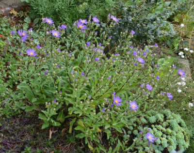 Aster_amellus-Butzemann.15-1.jpg