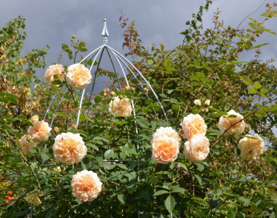 Rose-TeasingGeorgia.15-4.jpg