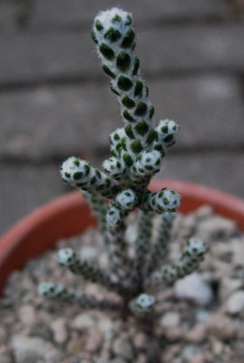 1.3.07. Helichrysum coralloides ...   066.jpg