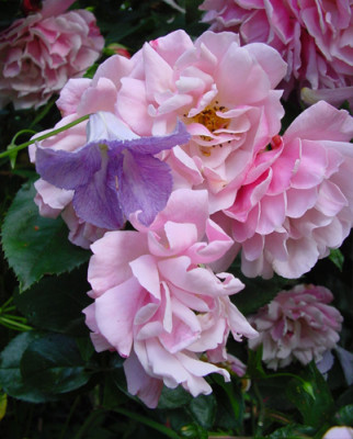 rosa_rose_betty_corning.jpg