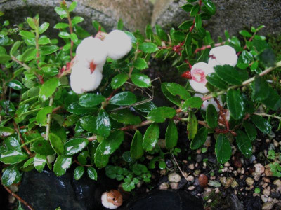 Gaultheria borneensis  ...  16.8.15 002.jpg