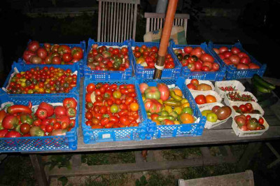 Tomatenernte02-08-06.jpg