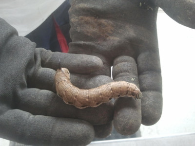 Raupe mit Stachel.jpg