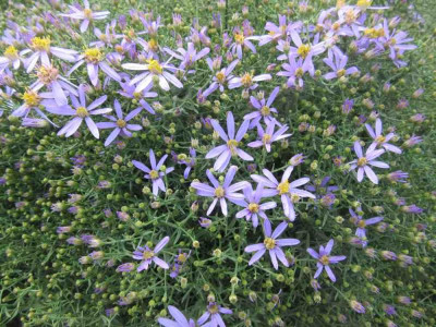 Aster sedifolius Nanus.jpg
