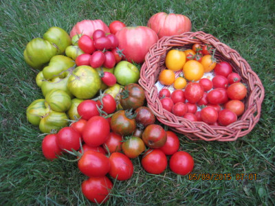 Tomate 2015 001.jpg