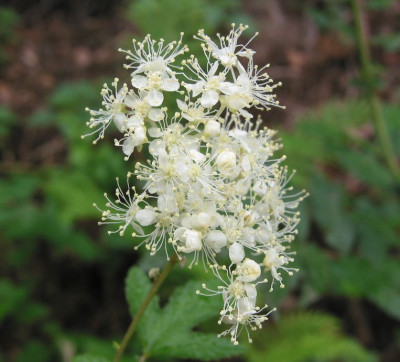 WILD_MI_0208_I.jpg