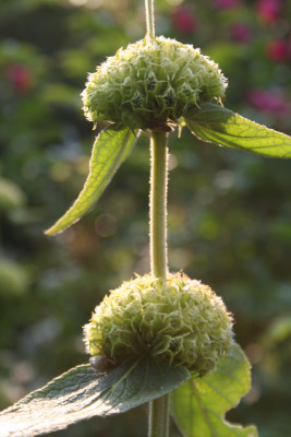 Phlomis-unbearbeitet-2.jpg