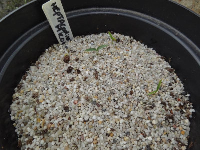 Heptacodium Germination September 2015.JPG