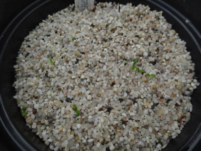 Lonicera caerulea Germination September 2015.JPG