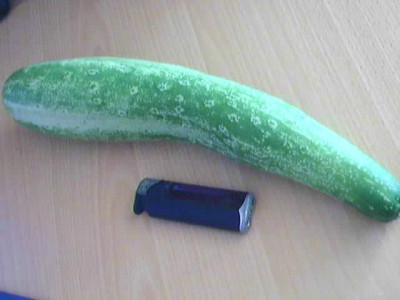 Erste_Gurke_06.JPG