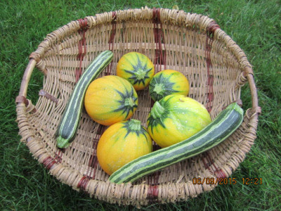 Zuccini 2015 002.jpg