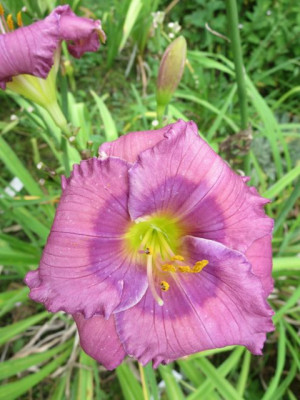Lavender Blue Baby_1314.jpg