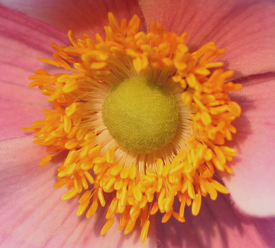 Japananemone-12.jpg
