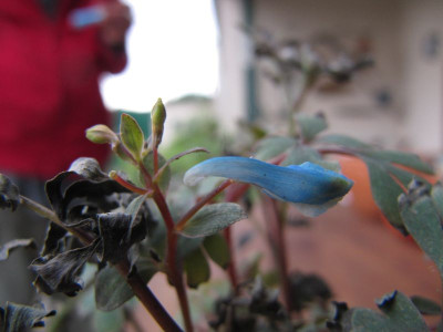 Corydalis unbek 2.jpg