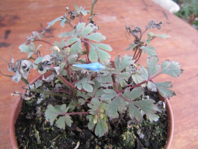 Corydalis unbek 1.jpg