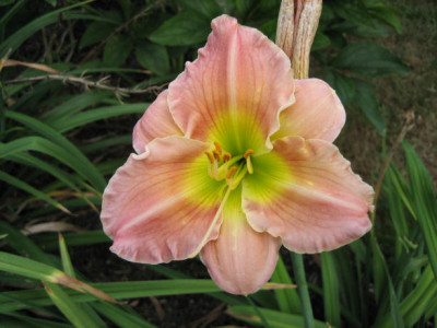 Hem_Rose_Emily.jpg