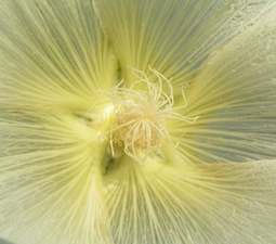 Alcea_makro.jpg