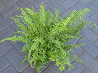 2015-09-06 Farne Athyrium 1.jpg